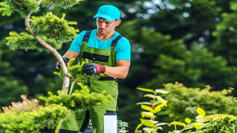 Tree Care