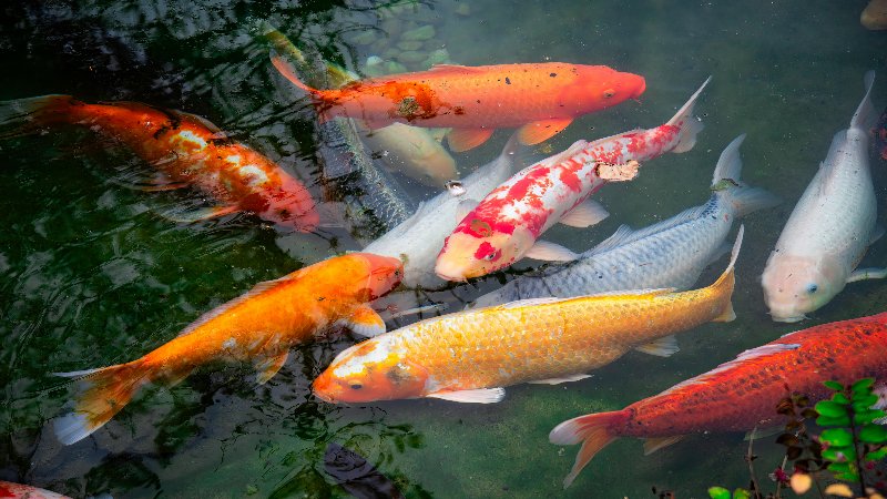 koi ponds