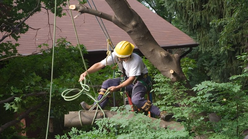 tree removal