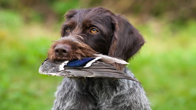 Duck Hunting Dogs