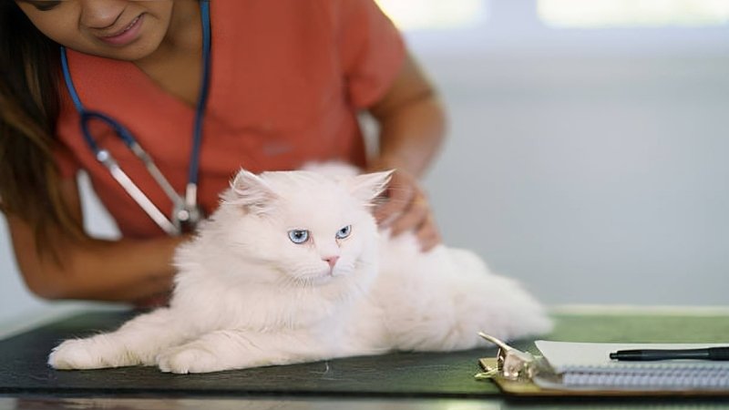 primary care veterinarian