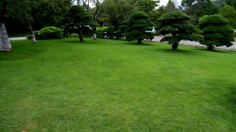 Lawn Needs Professional