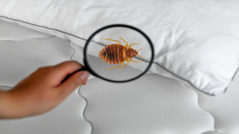 bed bug infestations home prevention